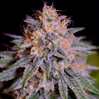 Biscotti  Auto  Flowering  Cannabis  Seeds