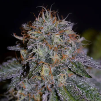 Biscotti  Feminised  Cannabis  Seeds 1