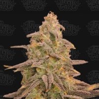 Bizcoffi  Feminised  Cannabis  Seeds 0