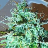 Black  Afghani  Kush  Regular  Cannabis  Seeds 0