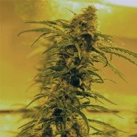 Black  Blood  Regular  Cannabis  Seeds