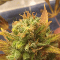 Black  Gold  Auto  Flowering  Cannabis  Seeds 0