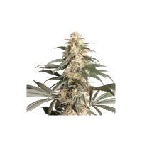 Black  Lebanon  Feminised  Cannabis  Seeds