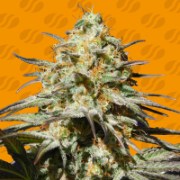 Black  Orchid  Feminised  Cannabis  Seeds 0