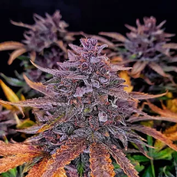 Black  Sundae  Auto  Flowering  Cannabis  Seeds