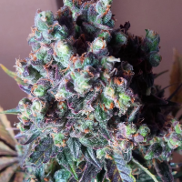 Black  Valium  Auto  Flowering  Cannabis  Seeds