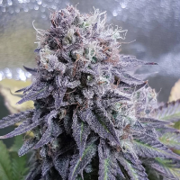 Black  Valium  Feminised  Cannabis  Seeds 0