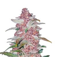 Blackberry Autoflowering Feminised Seeds