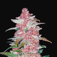 Blackberry  Auto  Feminised  Cannabis  Seeds