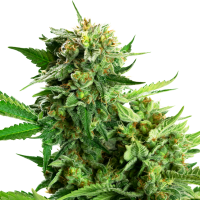 Blackberry  Cake  Feminised  Cannabis  Seeds