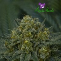 Blackberry  Moonrocks  Auto  Flowering  Cannabis  Seeds 0