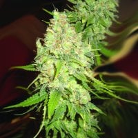 Blackberry  O G  Regular  Cannabis  Seeds 0