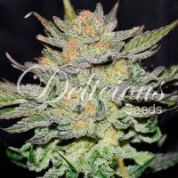 Blue  Ace  C B D  Auto  Flowering  Cannabis  Seeds 0
