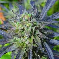 Blue  Blood  C B D  Feminised  Cannabis  Seeds