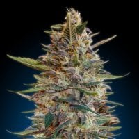 Blue  Diesel  Auto  Flowering  Cannabis  Seeds 1