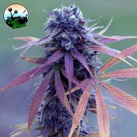 Blue  Dream  Auto  Flowering  Cannabis  Seeds