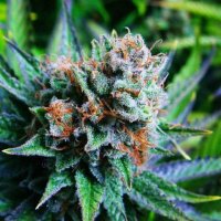Blue  Dream  Auto  Flowering  Cannabis  Seeds 1