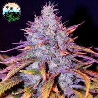 Blue  Dream  Feminised  Cannabis  Seeds 0