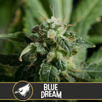 Blue  Dream  Feminised  Cannabis  Seeds 0
