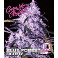 Blue  Forest  Berry  Feminised  Cannabis  Seeds 0