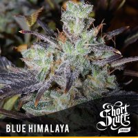 Blue  Himalaya  Feminised  Cannabis  Seeds 0