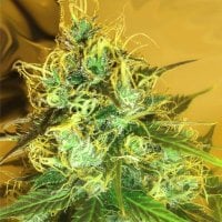 Blue  Mountain  Durban  Regular  Cannabis  Seeds 0