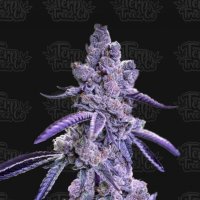 Blue  Nerdz  Auto  Flowering  Cannabis  Seeds 0