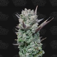 Blue  Nerdz  Feminised  Cannabis  Seeds 0