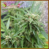 Blue  Tease  Auto  Flowering  Cannabis  Seeds