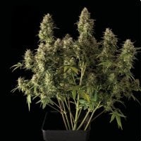 Blueberry 20 Auto 20 Feminised 20 Cannabis  Seeds