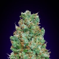 Blueberry  Auto  Feminised  Cannabis  Seeds