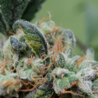 Blueberry  Cheesecake  Feminised  Cannabis  Seeds