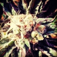 Blueberry  Crystal  Gelato  Feminised  Cannabis  Seeds