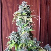 Blueberry Feminised Seeds