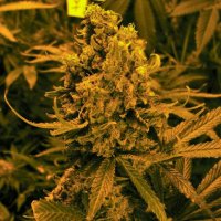 Blueberry  Kush  Auto  Flowering  Cannabis  Seeds 0