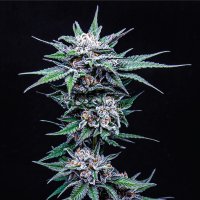 Blueberry  Pancake  Feminised  Cannabis  Seeds 0