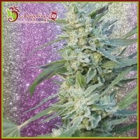 Blueberry  Pot  Tart  Feminised  Cannabis  Seeds