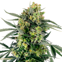 Blueberry  Skittlez  Auto  Flowering  Cannabis  Seeds