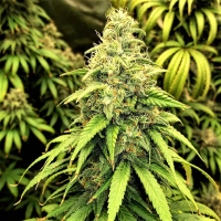 Blutonium  Mass  Feminised  Cannabis  Seeds 0