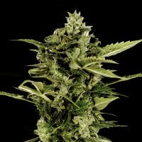 Bomb  Auto  Flowering  Cannabis  Seeds