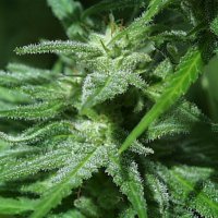 Brains  Damage  Regular  Cannabis  Seeds 0