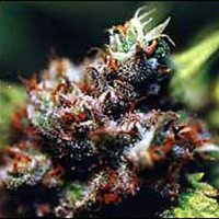 Brasil  X  K C  Regular  Cannabis  Seeds 0