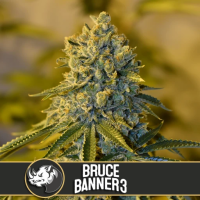 Bruce  Banner 3  Feminised  Cannabis  Seeds 0