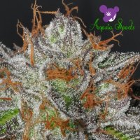 Bruce  Banner  Feminised  Cannabis  Seeds 1