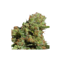 Bruce  Lemon  Diesel  Auto  Flowering  Cannabis  Seeds