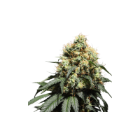 Bruce  Lemon  Diesel  Feminised  Cannabis  Seeds 0