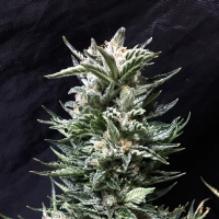 Bruce  The  Russian  Feminised  Cannabis  Seeds