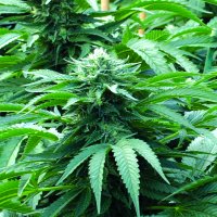 Bubba 76  Regular  Cannabis  Seeds