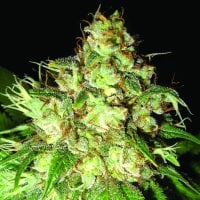 Bubba  Cheese  Auto  Regular  Cannabis  Seeds