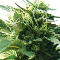 Bubba  Kush  Feminised  Cannabis  Seeds